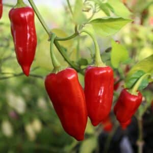 Tepin X Lemon Drop Capsicum baccatum