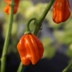 Numex Suave Orange Capsicum chinense