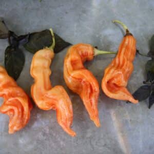 Sugar Rush Stripey XL Capsicum baccatum