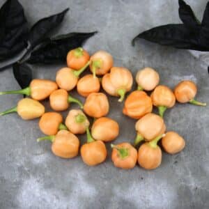 Cluster Habanero Capsicum chinense
