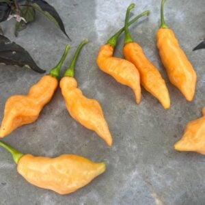 Pimenta Moranga Peach Cross Capsicum chinense