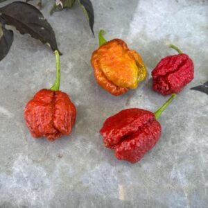 Carolina Reaper Caramel Capsicum chinense