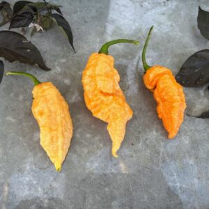 Reaper X JPGS Capsicum chinense