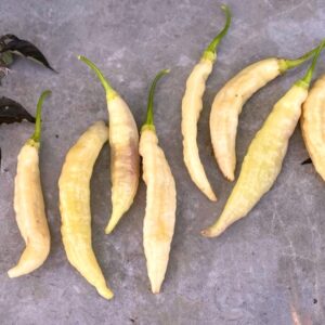 Aji Unicorn Capsicum baccatum
