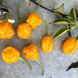 Brasileiro Tres Lobos Capsicum baccatum