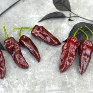 Habanero Brown Long Capsicum chinense