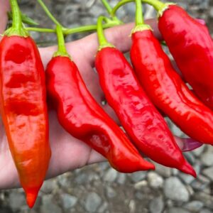Achard Capsicum baccatum