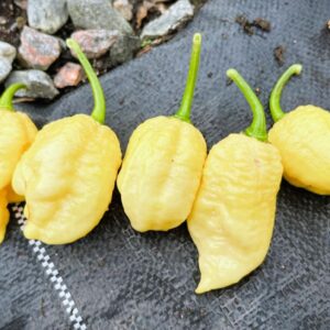 White Moruga Scorpion Capsicum chinense