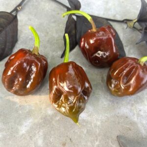 Black Stinger Capsicum chinense