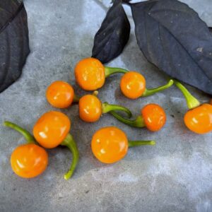 Bode Amarela Capsicum chinense