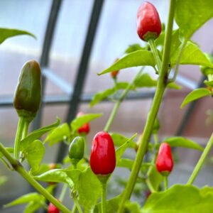 Cobanero Teardrop Nya Chilisorter *2024*