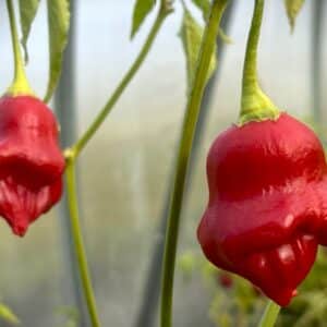 Uba Tuba Capsicum baccatum