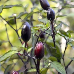 Peruvian Purple Capsicum annuum