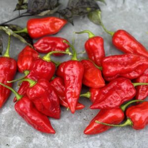 Fatalii Red Capsicum chinense
