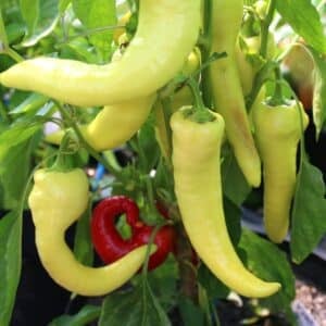 Komtesa Chilifrön