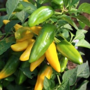 Lemon Dream Chilifrön