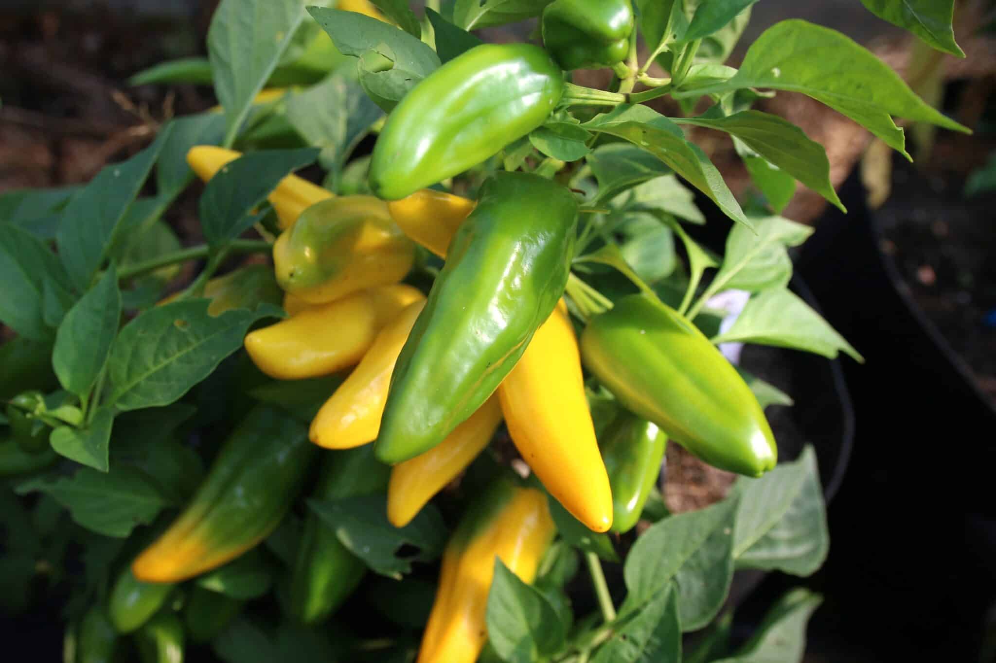 Lemon Dream Chilifrön