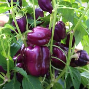 Oda Chilifrön