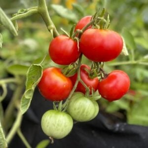 Stupice Tomatfröer