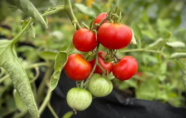 Stupice Tomatfröer 2