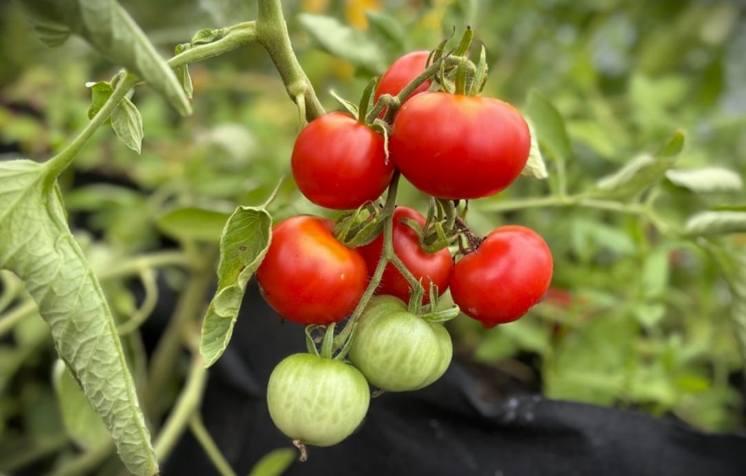 Stupice Tomatfröer