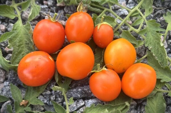 Ida Gold Tomatfröer 2