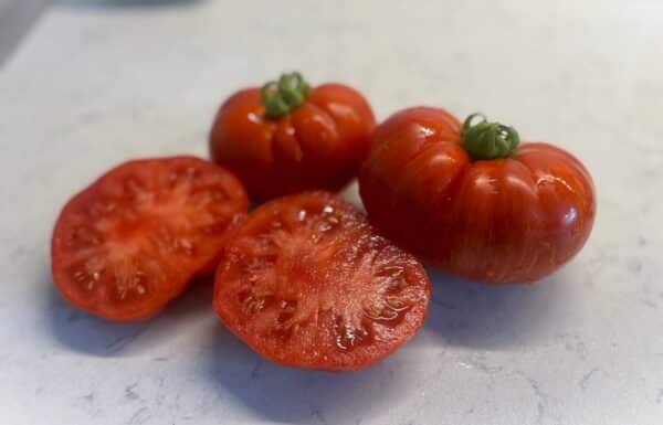 Cherokee Tiger Large Red Tomatfröer 2