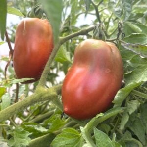 Almandine Tomatfröer