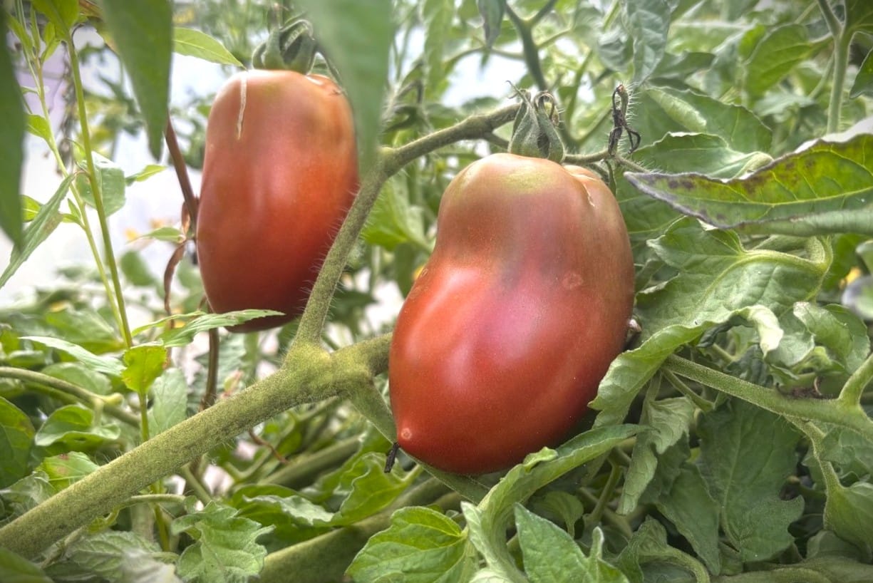 Almandine Tomatfröer