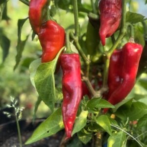 Fresno Supreme Chilifrön