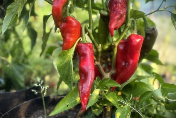 Fresno Supreme Chilifrön 2