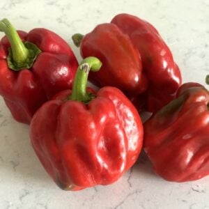 Quadrato d’Asti Rosso Chilifrön