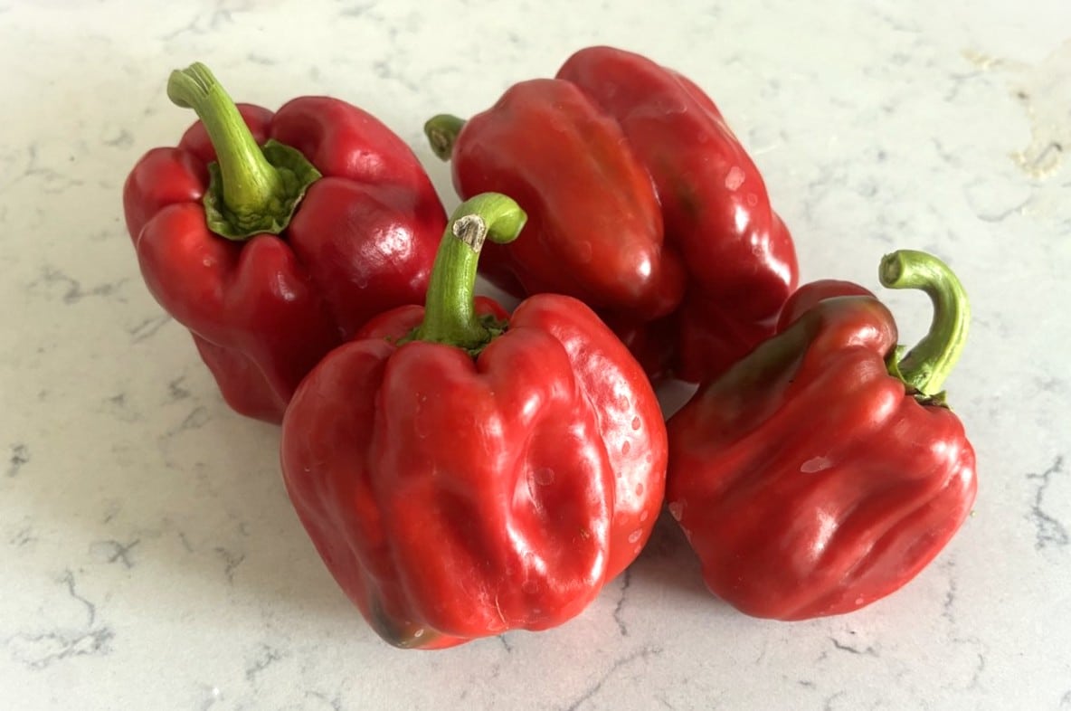 Quadrato d’Asti Rosso Chilifrön