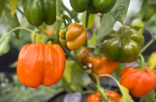 Cubo Orange Chilifrön 2