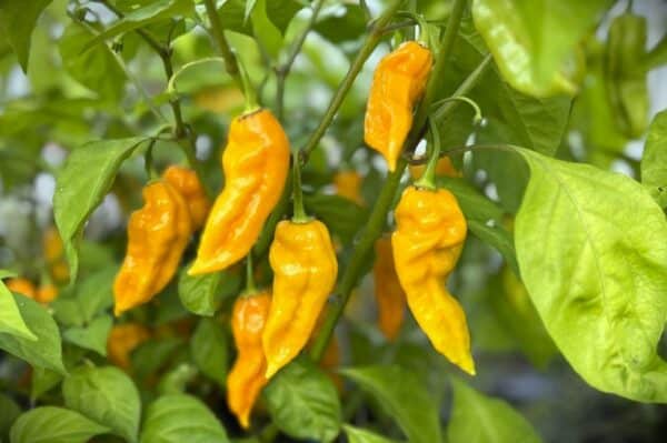 Dorset Naga Orange Chilifrön 2