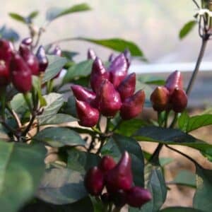 Pimenta Moranga Chilifrön