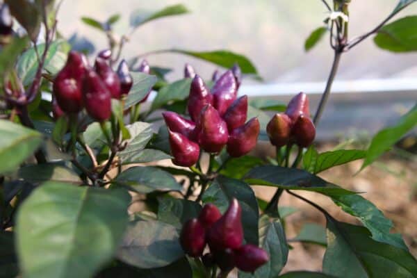 Pimenta Moranga Chilifrön 2