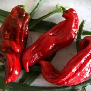 Friggitello Chilifrön