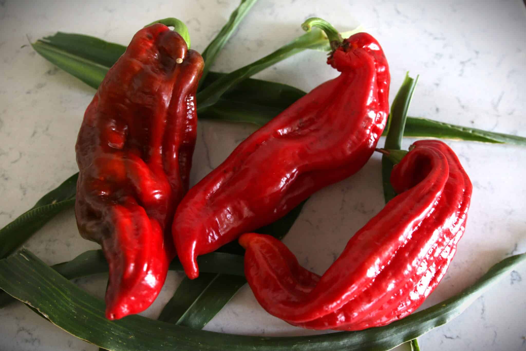 Friggitello Chilifrön