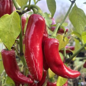 Jalapeno Big Pit Chilifrön
