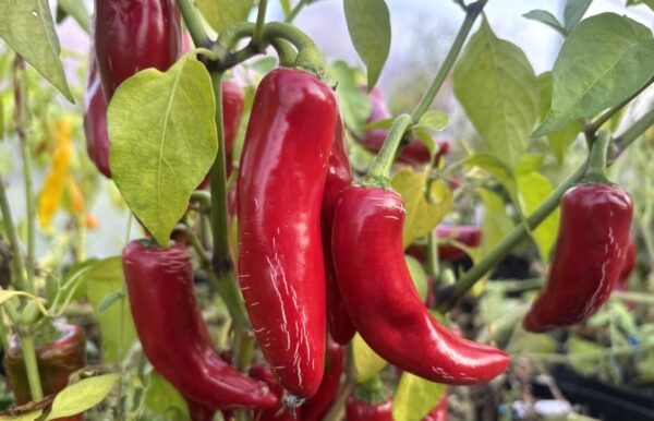Jalapeno Big Pit Chilifrön 2