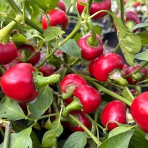 Peperoncino Calabrese Tondo Chilifrön