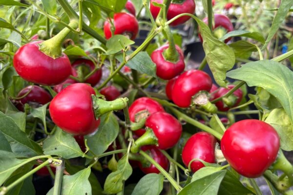 Peperoncino Calabrese Tondo Chilifrön 2