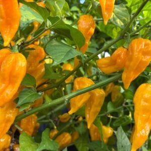 Fatalii Chilifrön