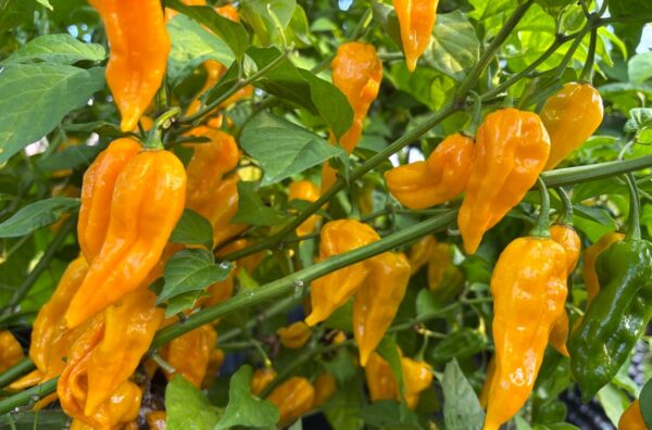Fatalii Chilifrön 2