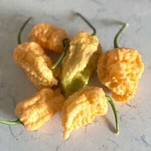 Peach Miasma Chilifrön