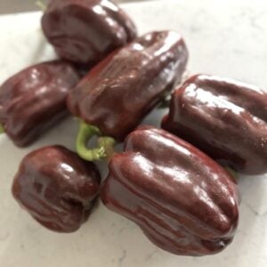 Chocolate Bell Chilifrön