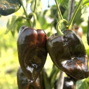 Ancho Poblano Chilifrön
