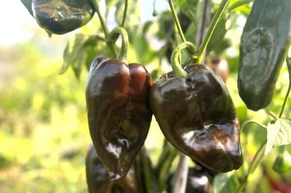 Ancho Poblano Chilifrön 2