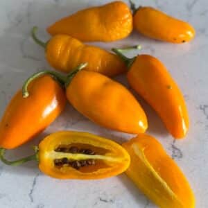 Rocoto Turbo Pube Chilifrön